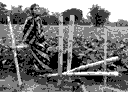 smallholder irrigation markets: image