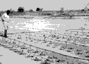 smallholder irrigation markets: image